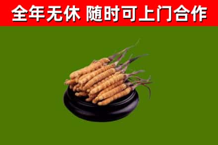阳朔回收散虫草